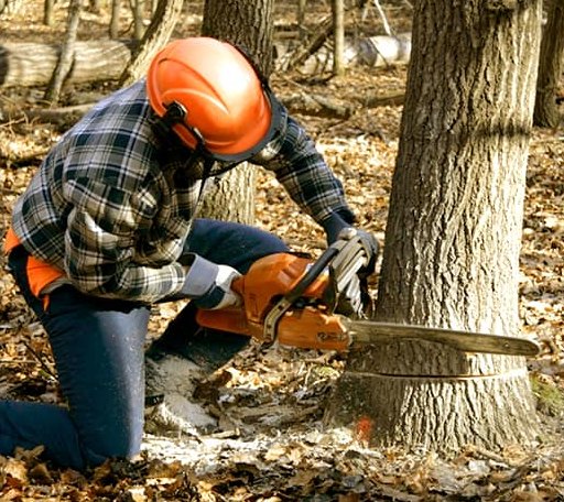 Tree Removal in Breckenridge, MO
